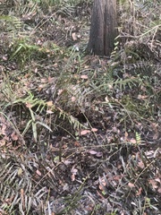 Cyclosorus interruptus