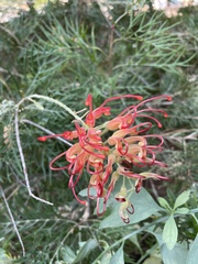 Grevillea