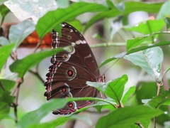 Morpho achilles