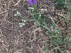 Parthenium hysterophorus