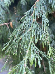 Thuja