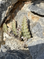 Cosentinia vellea