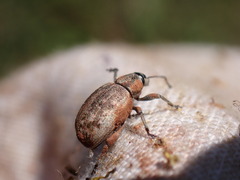 Peritelini