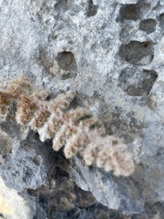 Cosentinia vellea