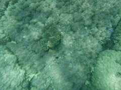 Tridacna squamosa