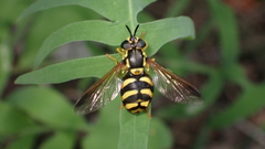Chrysotoxum intermedium