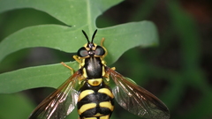 Chrysotoxum intermedium