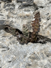 Cosentinia vellea