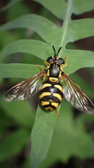 Chrysotoxum intermedium