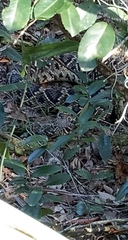 Crotalus adamanteus