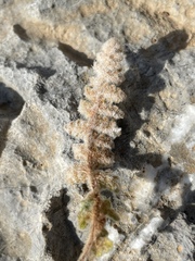 Cosentinia vellea