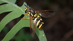 Chrysotoxum intermedium