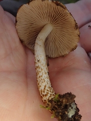 Cystoagaricus