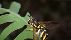 Chrysotoxum intermedium