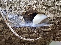 Hypsizygus