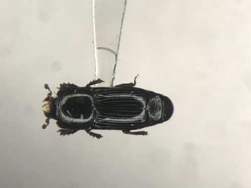 Compressed Clown Beetle