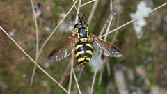 Chrysotoxum intermedium