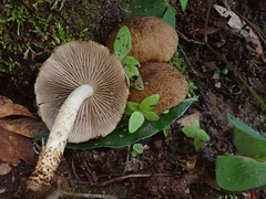 Cystoagaricus