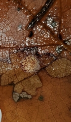 Tischeria quercitella