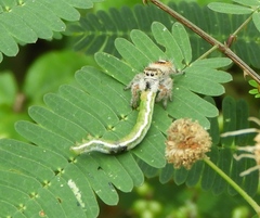 Phidippus pacosauritus
