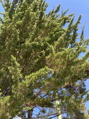 Cupressus
