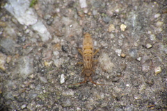 Orchesella