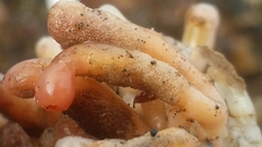 Distaplia