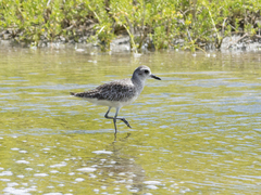 Pluvialis squatarola