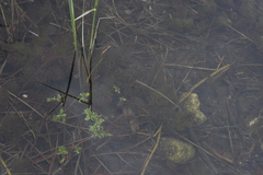 Hippuris vulgaris