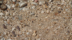 Heliastus sumichrasti