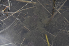 Hippuris vulgaris