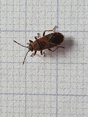 Arocatus melanocephalus
