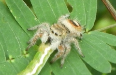 Phidippus pacosauritus