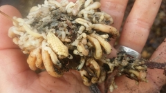 Distaplia