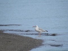 Chroicocephalus genei