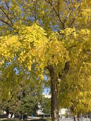 Ulmus americana