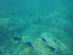 Abudefduf sexfasciatus