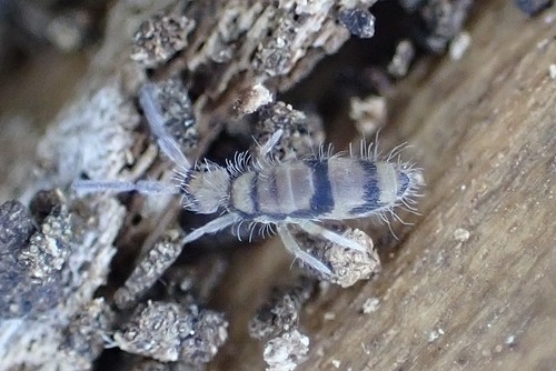 Entomobrya corticalis, Süd, Leipzig, Allemagne, photo 8 of 10
