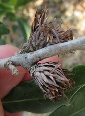 Andricus quercusfoliatus