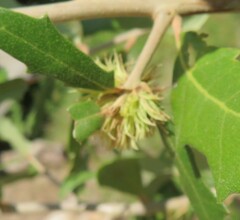 Andricus quercusfoliatus