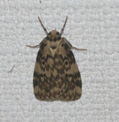 Hectobrocha subnigra