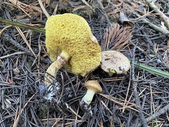 Suillus umbonatus