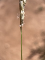 Hilaria