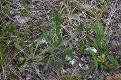Gaillardia aristata