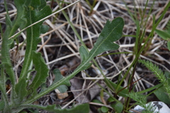 Gaillardia aristata