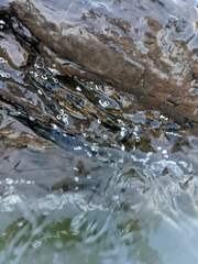 Semibalanus balanoides