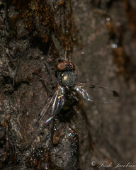 Seioptera vibrans