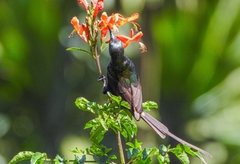 Nectarinia kilimensis