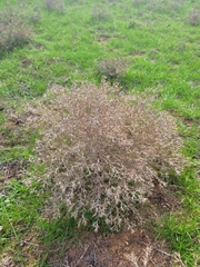 Ceratocarpus arenarius