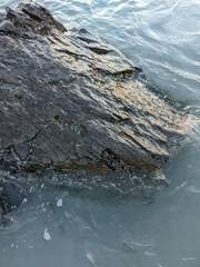 Semibalanus balanoides